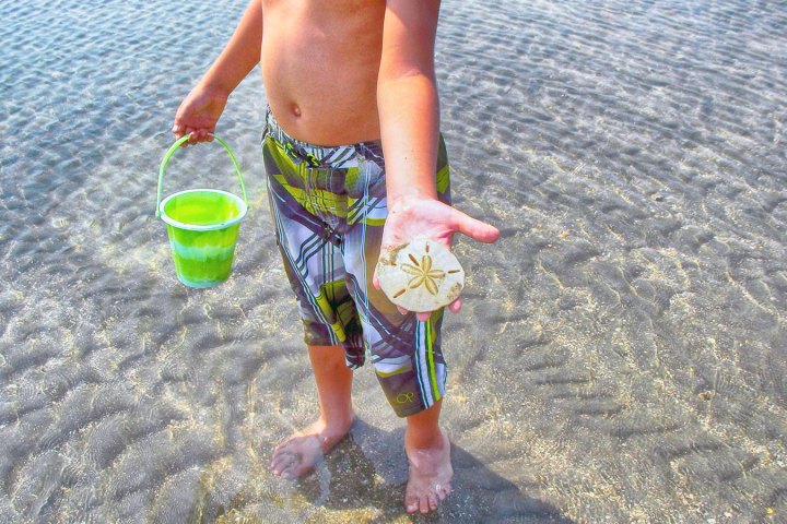 Kid holding sand dollar and plastic sand bucket