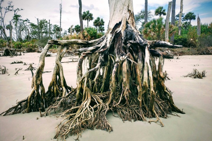 a group of palm trees next to a body of water